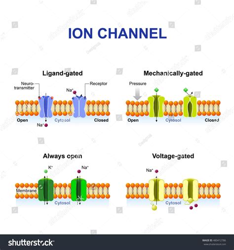 list of ion channels.